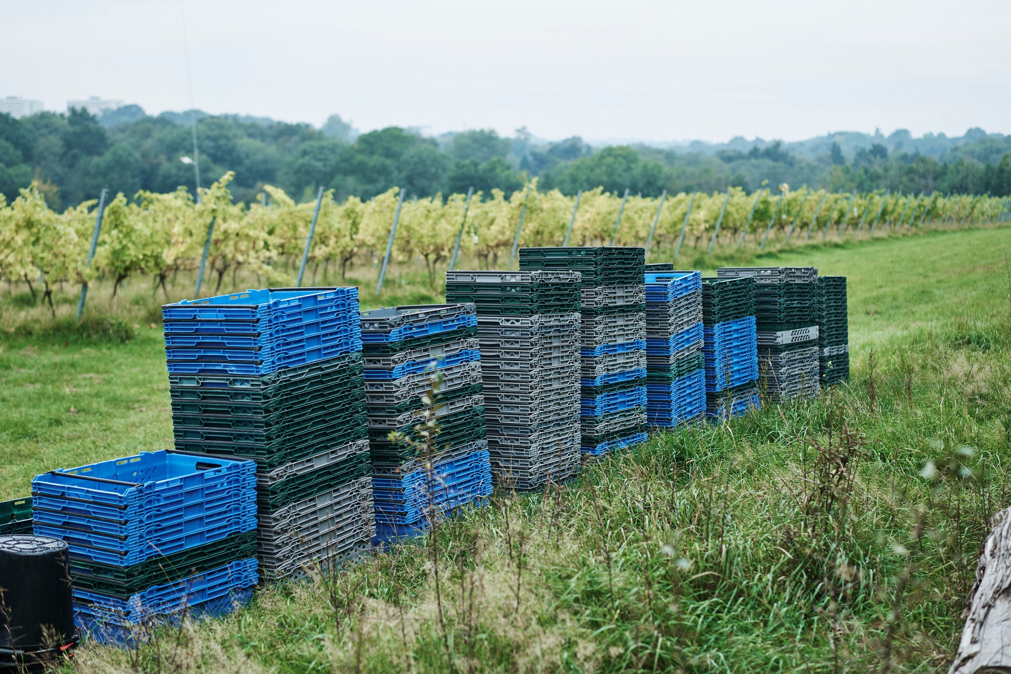 Harvest Report for 2020