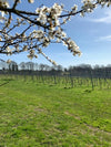 Ode to Forty Hall Vineyard
