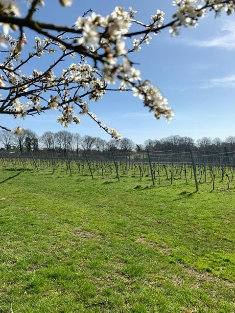 Ode to Forty Hall Vineyard