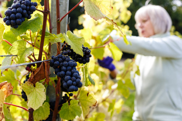 Musings of an Ecotherapist