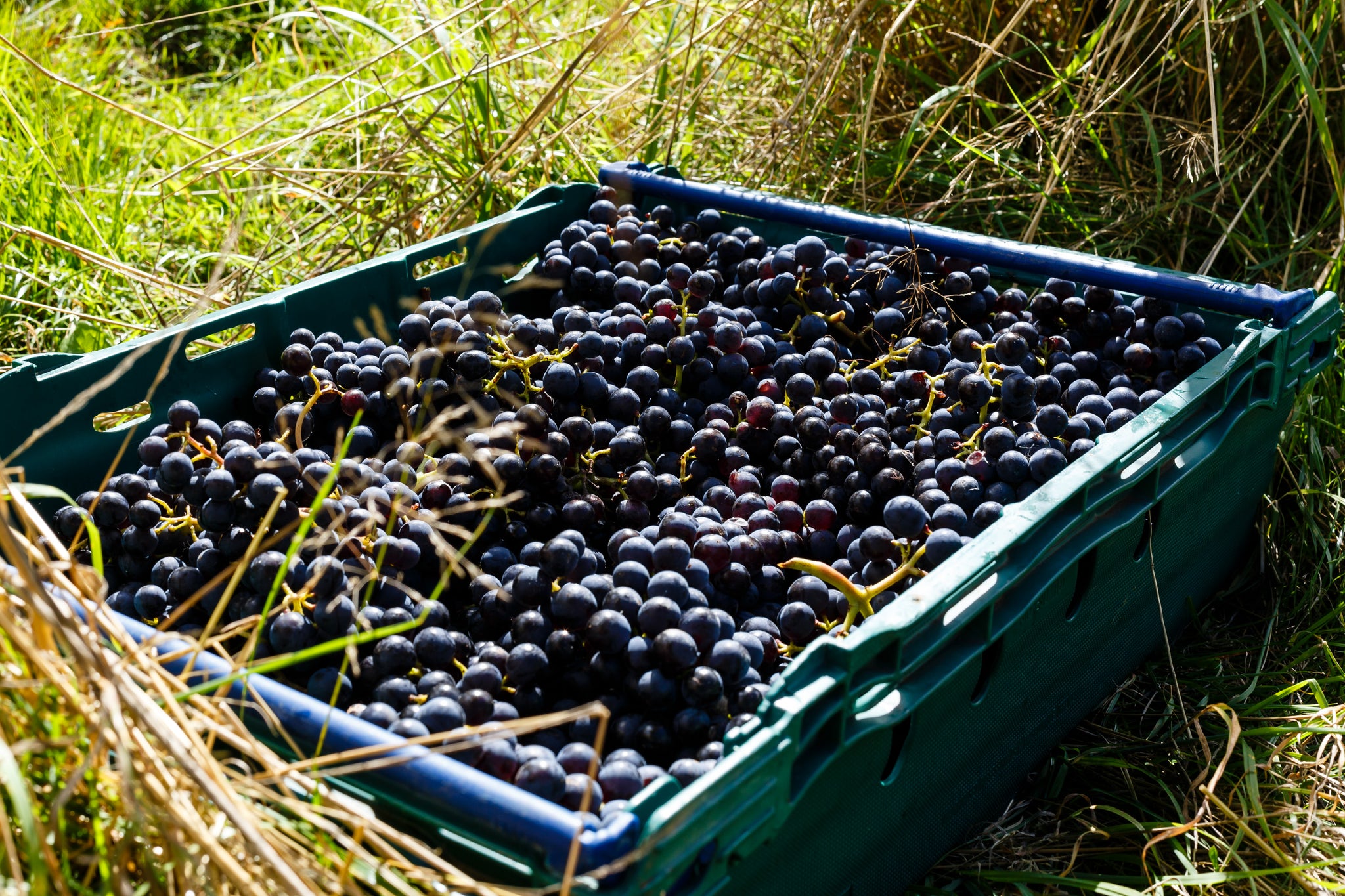 EnField to Fork - A harvest supper club at Forty Hall Farm and Vineyard