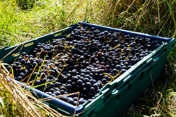 EnField to Fork - A harvest supper club at Forty Hall Farm and Vineyard
