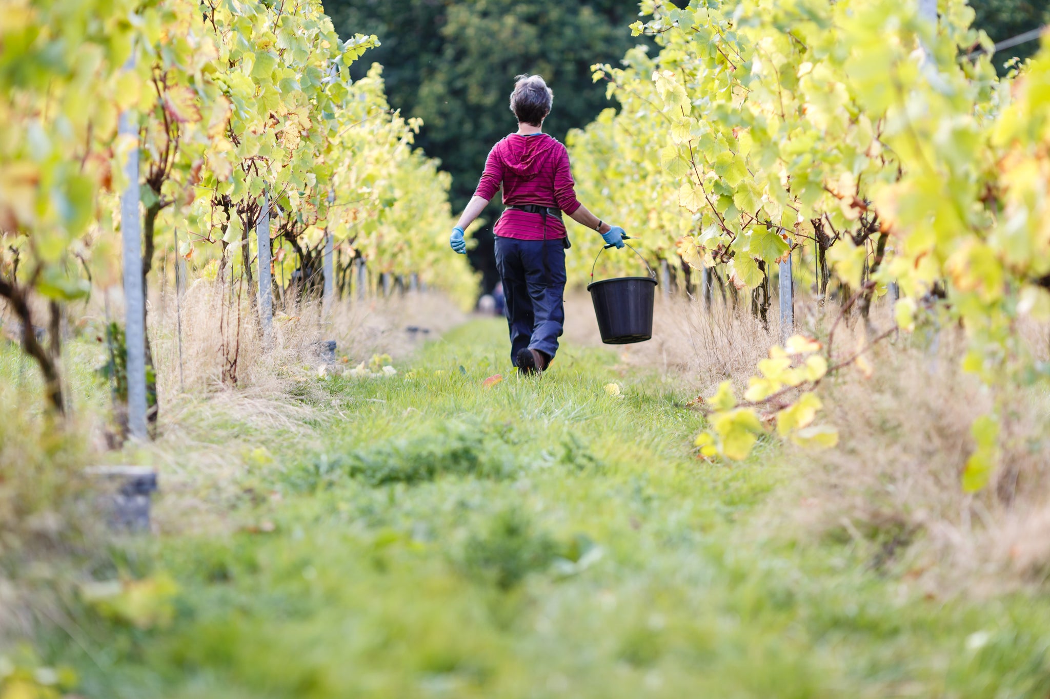 It's the end of harvest and Wein-Mond !