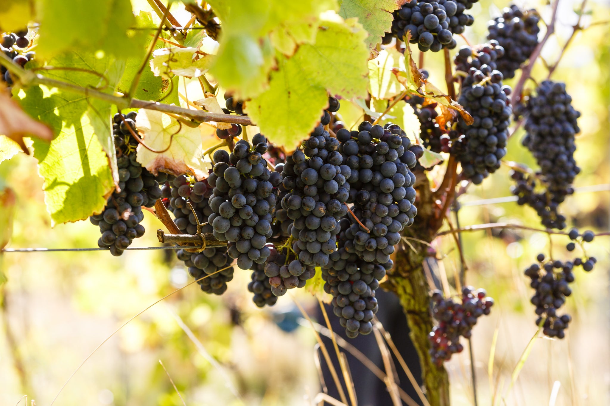 A new short film about Forty Hall Vineyard