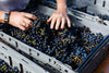 HARVEST REPORT 2018