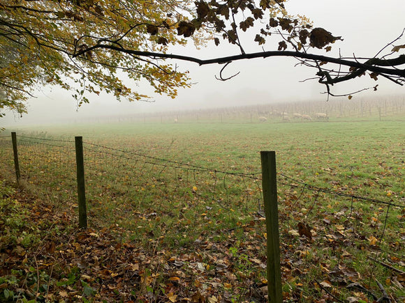 Five good things for November!