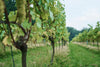 Community Open Day at Forty Hall Vineyard 10th April 2022
