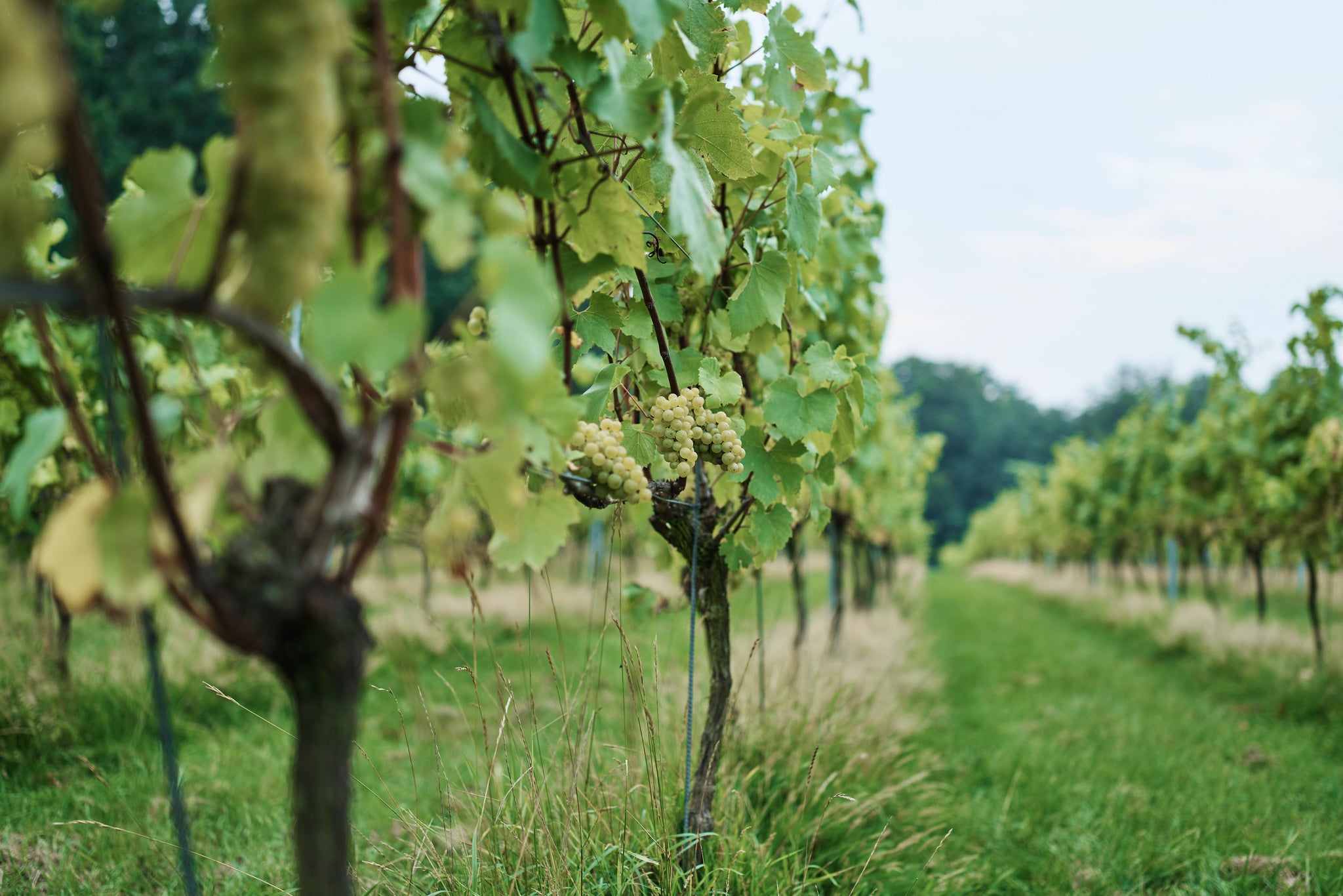 Join us for Picnic in the Vines - Saturday September 7th