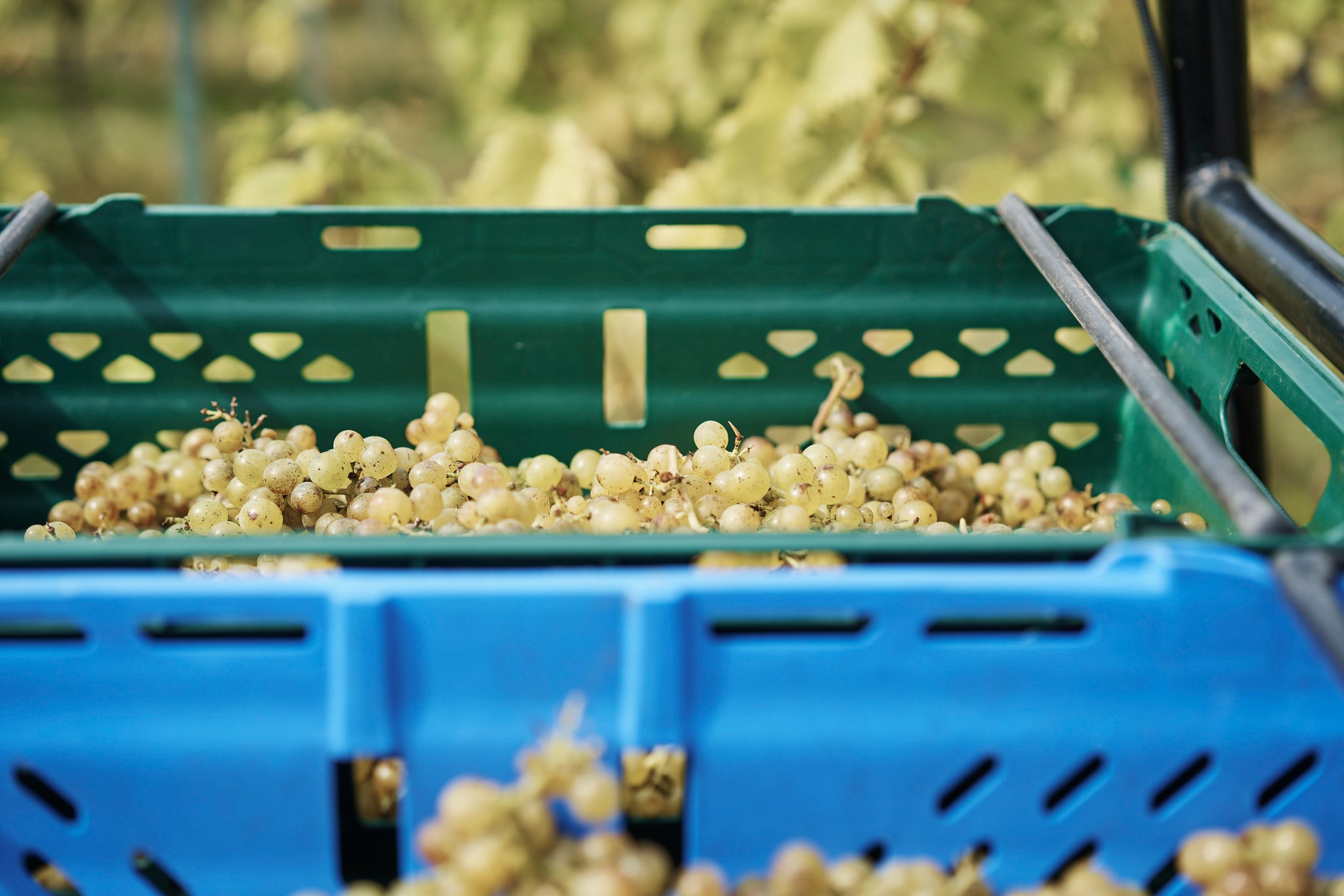 Join us for the big pick!