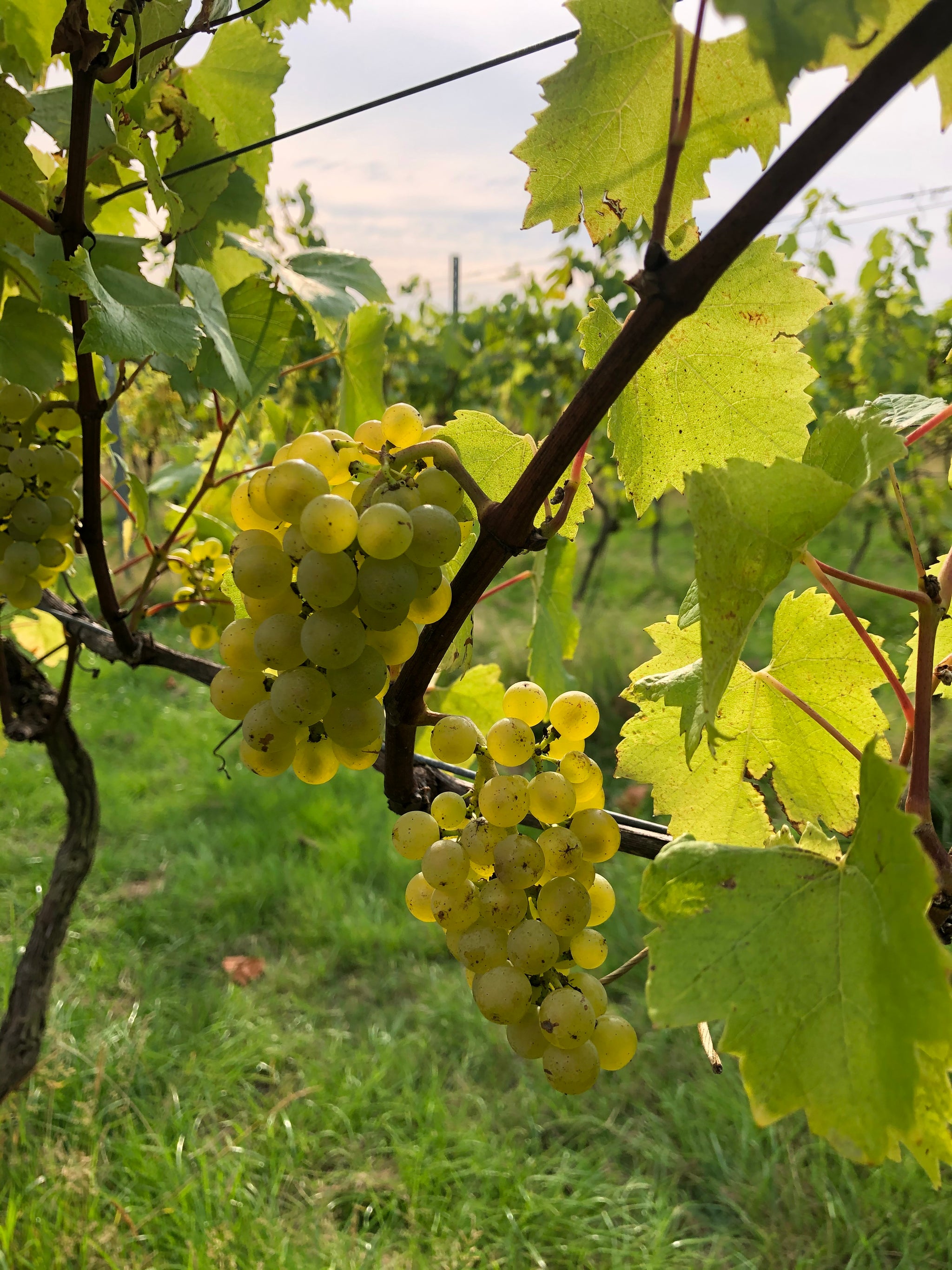 The origins of ortega