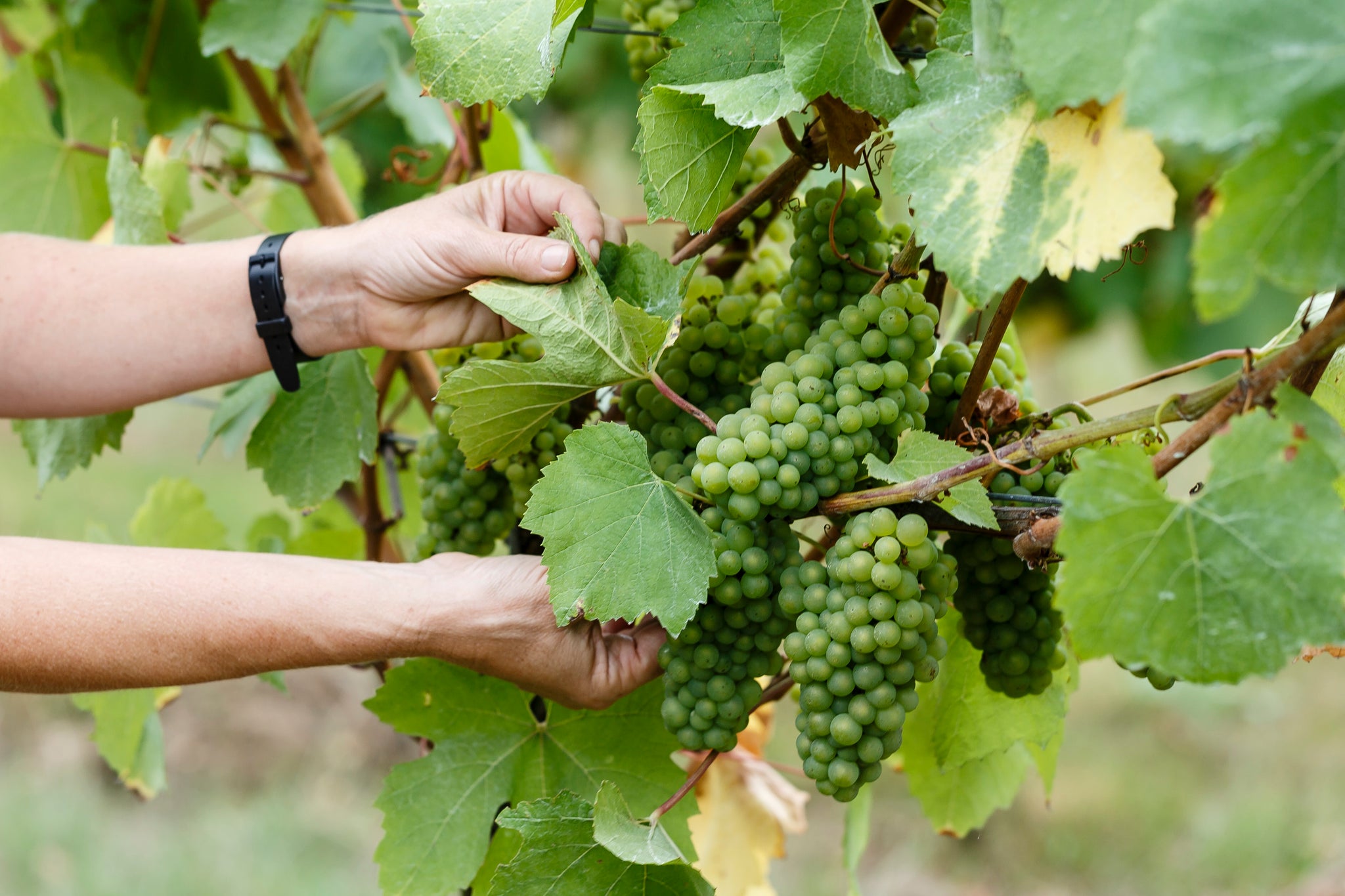 2017 SOCIAL IMPACT REPORT