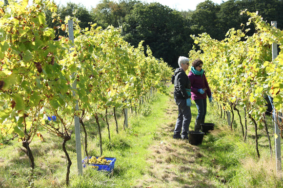 The Vineyard's Harvest Report for  2017