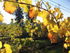 Autumn beckons ...