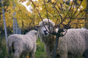Save London's Vineyard... The campaign Continues