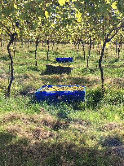 Forty Hall Vineyard is well worth a visit!