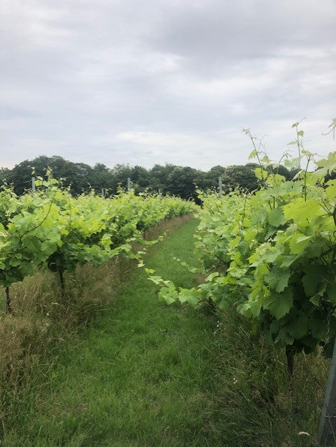 Summer time arrives in London's Vineyard