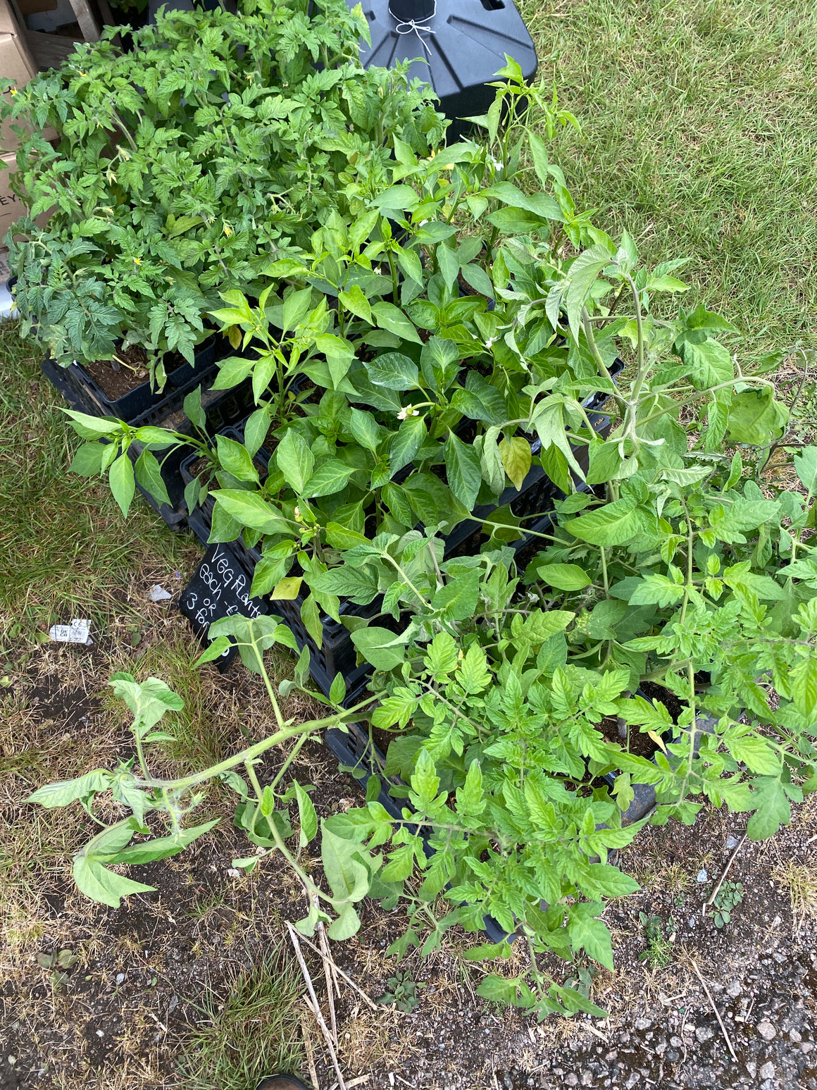 3 for £10 plant