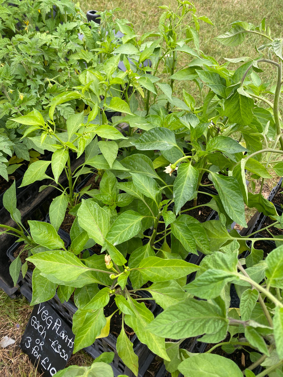 Chili plant