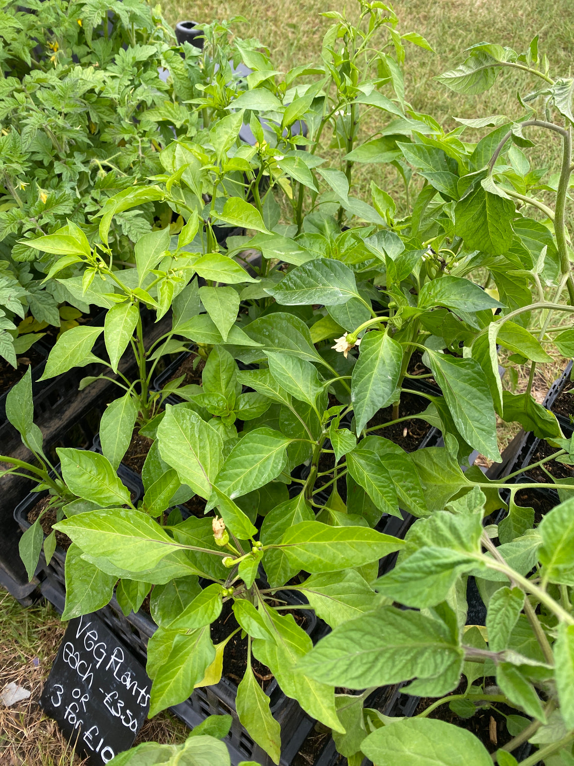 Chili plant