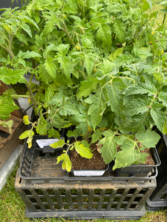 Tomato plant